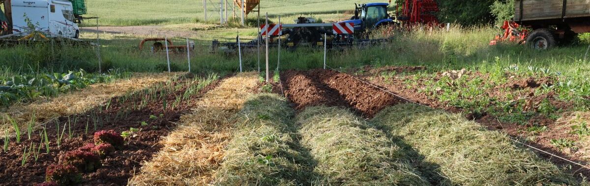 Winterharte Gründüngung im Mai - wie geht´s weiter?